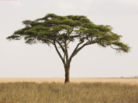 Acacia – a massive variety