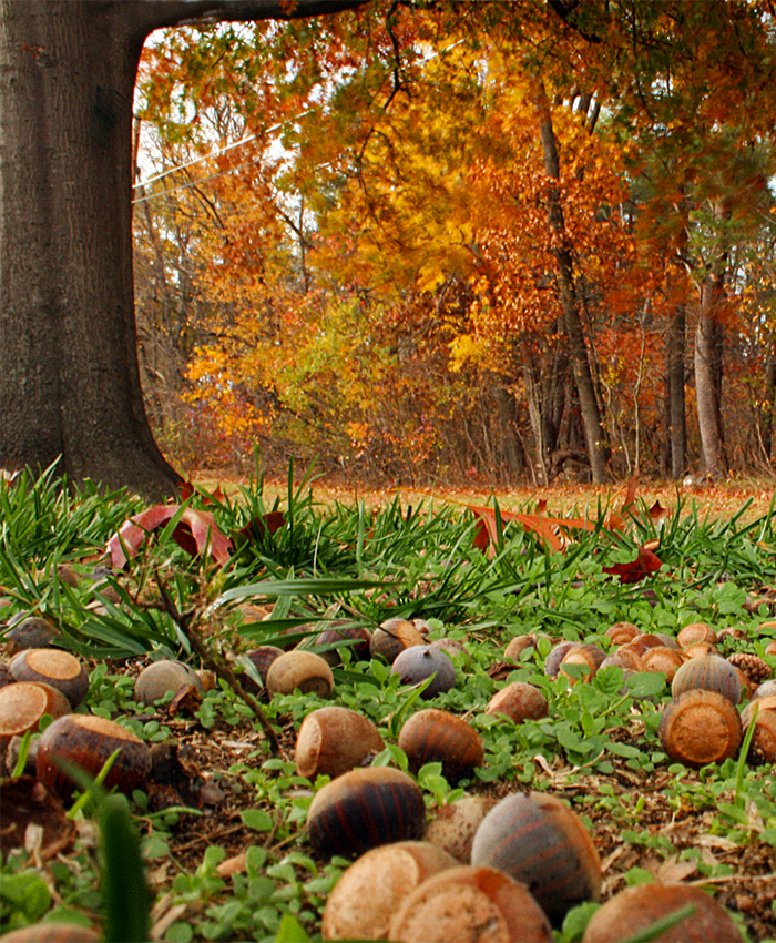 Acorns