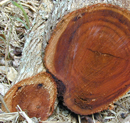 Acacia Wood