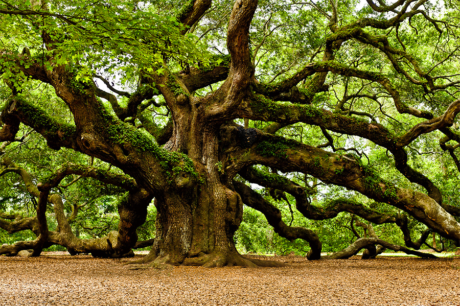 Big Oak Tree