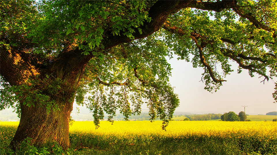 Oak header