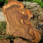 Sheesham Wood Log