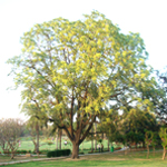 Sheesham Wood Tree