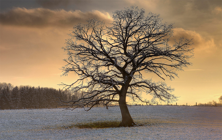 Winter Oak